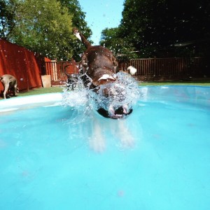 UK-based Royvon Dog Hotels and Training reminds pet parents keep dogs safe and cool during summer